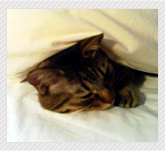 �}�X�R�b�g�Ȃ������